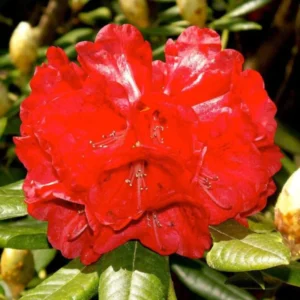 Rhododendron Plants Live, 1-3 Years Old Azalea Plants Live Shrubs Bushes for Planting, Very Well Rooted Ready to Plant