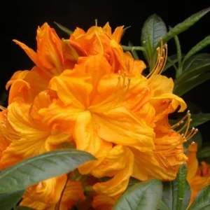 Rhododendron Plants Live, 1-3 Years Old Azalea Plants Live Shrubs Bushes for Planting, Very Well Rooted Ready to Plant