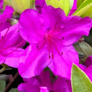 Rhododendron Plants Live, 1-3 Years Old Azalea Plants Live Shrubs Bushes for Planting, Very Well Rooted Ready to Plant