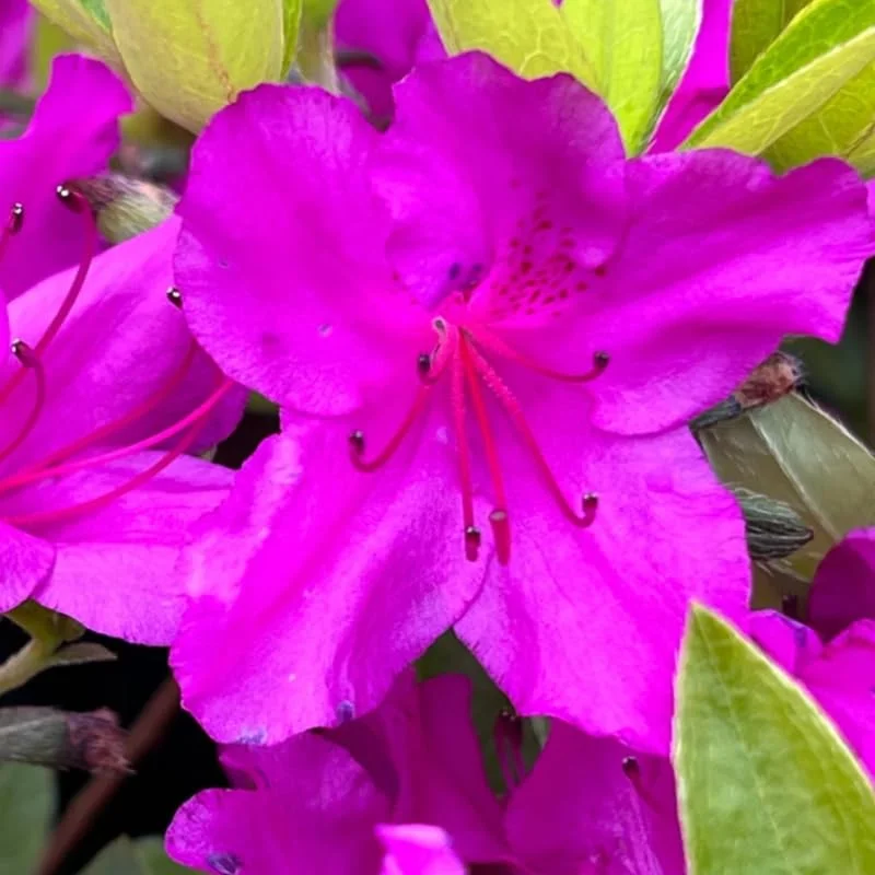 Rhododendron Plants Live, 1-3 Years Old Azalea Plants Live Shrubs Bushes for Planting, Very Well Rooted Ready to Plant