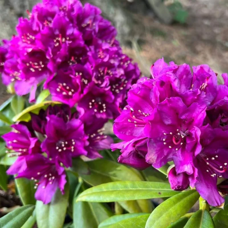 Rhododendron Plants Live, 1-3 Years Old Azalea Plants Live Shrubs Bushes for Planting, Very Well Rooted Ready to Plant