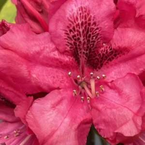Rhododendron Plants Live, 1-3 Years Old Azalea Plants Live Shrubs Bushes for Planting, Very Well Rooted Ready to Plant