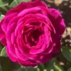 Deep Pink Rose Climber Plant, Pink Climbing Rose, Zone 5 to 9, Size 5 to 7 Inches and Bare Root