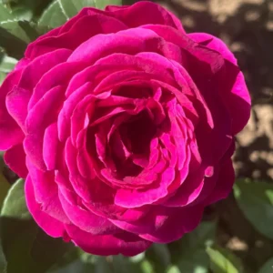 Deep Pink Rose Climber Plant, Pink Climbing Rose, Zone 5 to 9, Size 5 to 7 Inches and Bare Root