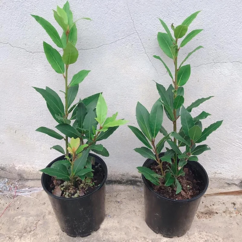 Set of 2 Bay Leaf Trees Live Plants, Laurus Nobilis Sweet Bay Tree Laurel, Well Rooted Plant Live, 4 to 8 Inc Tall