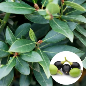 Set of 2 Bay Leaf Trees Live Plants, Laurus Nobilis Sweet Bay Tree Laurel, Well Rooted Plant Live, 4 to 8 Inc Tall