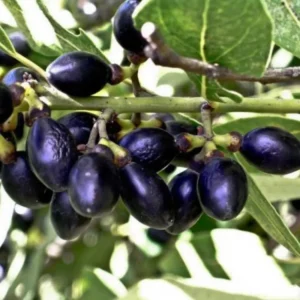 Set of 2 Bay Leaf Trees Live Plants, Laurus Nobilis Sweet Bay Tree Laurel, Well Rooted Plant Live, 4 to 8 Inc Tall