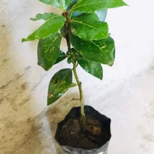 Set of 2 Bay Leaf Trees Live Plants, Laurus Nobilis Sweet Bay Tree Laurel, Well Rooted Plant Live, 4 to 8 Inc Tall