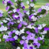 Brunfelsia Tree Live Plant, Yesterday Today Tomorrow Plant, Change Color Flower, Brunfelsia Bush Shrub for Bonsai In Garden, Spring Bloom