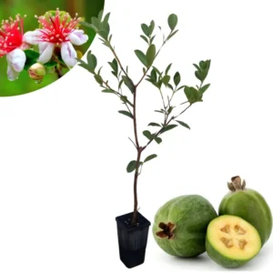 Pineapple Guava Tree Live Plant, 10 To 12 Inc Tall, Well Rooted, 1 Year Old Guava Tree, Fragrant Guava for Planting, Cold Hardy