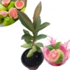 Pink Guava Tree Live Plant, 6 To 12 Inc Tall, Well Rooted, 1 Year Old Guava Tree, Fragrant Guava for Planting, Cold Hardy