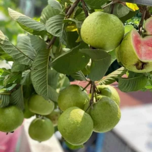 Pink Guava Tree Live Plant, 6 To 12 Inc Tall, Well Rooted, 1 Year Old Guava Tree, Fragrant Guava for Planting, Cold Hardy