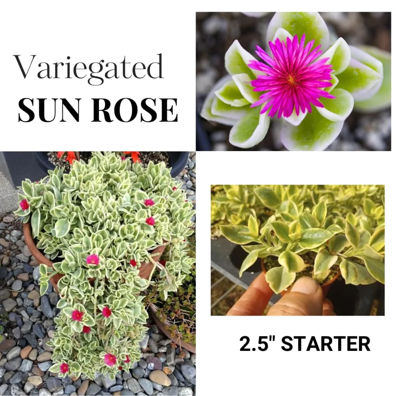 Variegated Aptenia Baby Sun Rose Plant Live, Starter Baby Sun Rose for Planting, 3 To 5 Inc Tall, No Pot, Aptenia Plant for Trailing