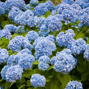 Hydrangea Tree, Blue Hydrangea Bush, Hydrangea Shrub, Change Color Hydrangea for Planting, 6-12 Inc Tall, No Pot