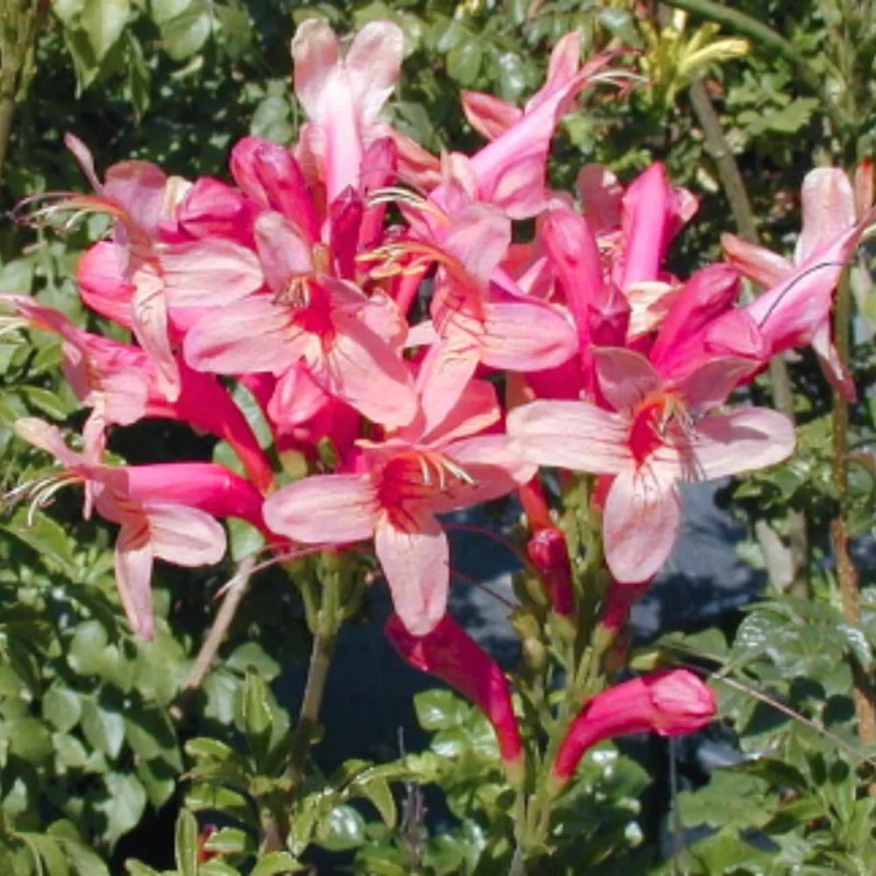 Honeysuckle Plant, Live Honeysucke Vine, 10-15 Inc Tall, Honeysuckle for Planting, Climbing Honeysuckle Bush Shrubs, Fragrant, No Pot