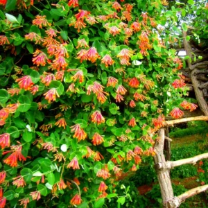 Honeysuckle Plant, Live Honeysucke Vine, 10-15 Inc Tall, Honeysuckle for Planting, Climbing Honeysuckle Bush Shrubs, Fragrant, No Pot