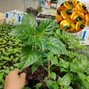 Set 2 Jamaican Scotch Bonnet Pepper Plants Live, 90 Days Old Pepper, Extremely Hot, No Pot