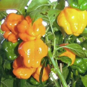Set 2 Jamaican Scotch Bonnet Pepper Plants Live, 90 Days Old Pepper, Extremely Hot, No Pot