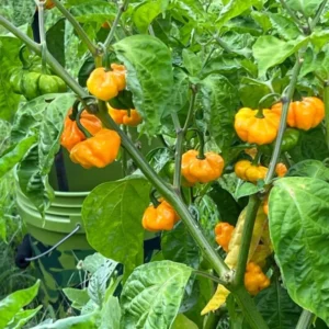 Set 2 Jamaican Scotch Bonnet Pepper Plants Live, 90 Days Old Pepper, Extremely Hot, No Pot