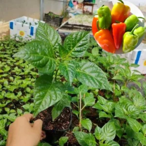 Set 2 Pepper Plants Live, 90 Days Old Pepper, No Pot