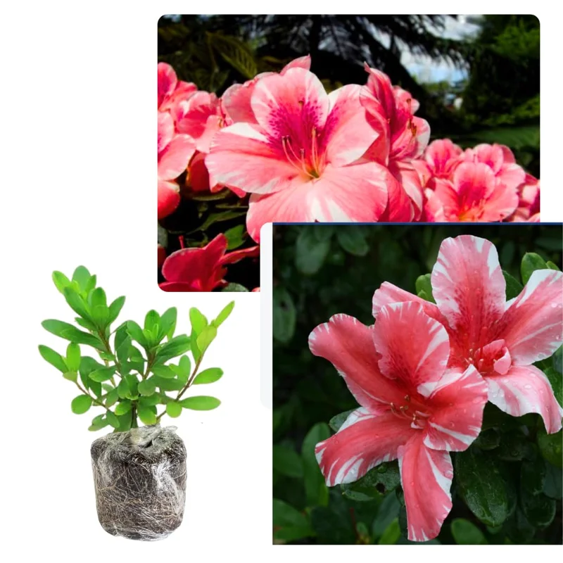 Live Azalea Plant, Cold Hardy Azalea Plant, Reblooming Flowering Azalea Shrub, Rhododendron Like, Azalea Bush for Outdoor Gardening