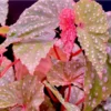 Begonia Maculata Plant, Begonia Polka Dot Live Plant, Angel Wing Begonia Houseplant, Cold Hardy Begonia Leaf With White Spots, 5-9 Inc, No Pot