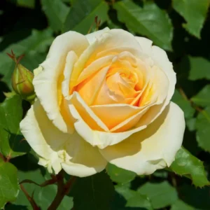 Fragrant Rose Bushes Plant Live, Rose Climbing Flower Trees, Live Roses Bushes Bare Root Ready to Plant, 5-10 Inc Tall