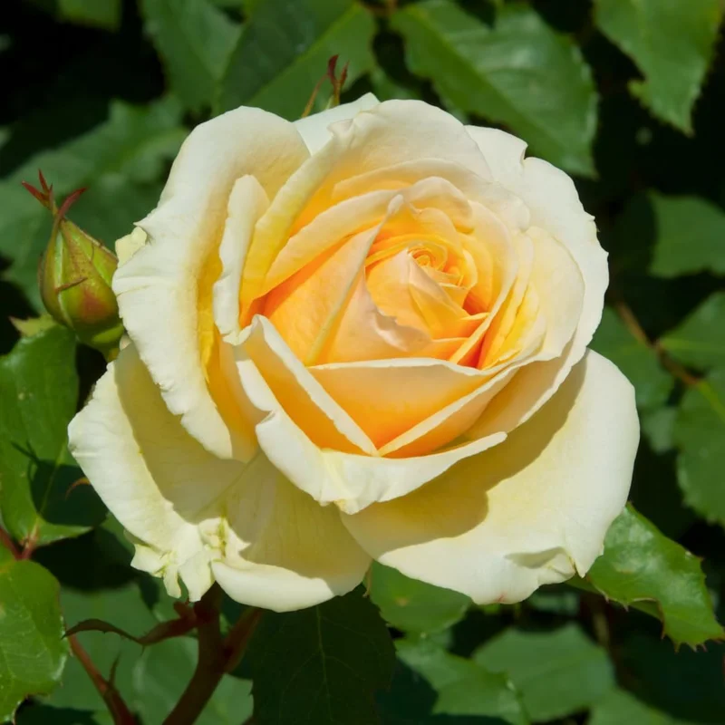 Fragrant Rose Bushes Plant Live, Rose Climbing Flower Trees, Live Roses Bushes Bare Root Ready to Plant, 5-10 Inc Tall