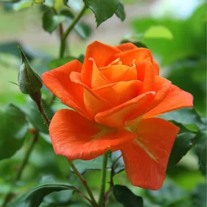 Fragrant Rose Bushes Plant Live, Rose Climbing Flower Trees, Live Roses Bushes Bare Root Ready to Plant, 5-10 Inc Tall