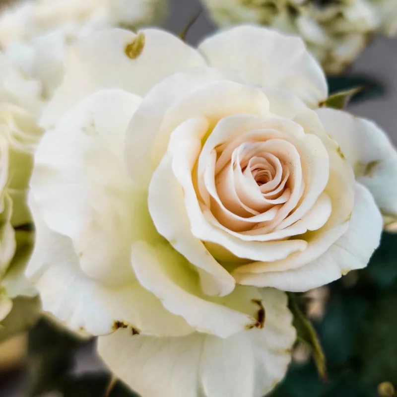 Fragrant Rose Bushes Plant Live, Rose Climbing Flower Trees, Live Roses Bushes Bare Root Ready to Plant, 5-10 Inc Tall