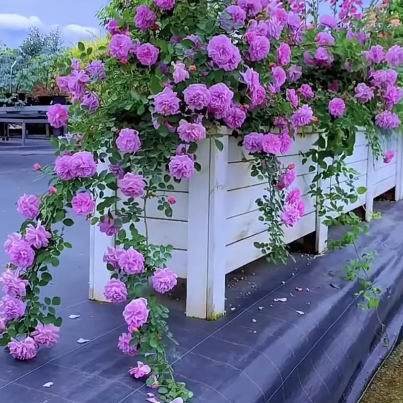 Fragrant Rose Bushes Plant Live, Rose Climbing Flower Trees, Live Roses Bushes Bare Root Ready to Plant, 5-10 Inc Tall