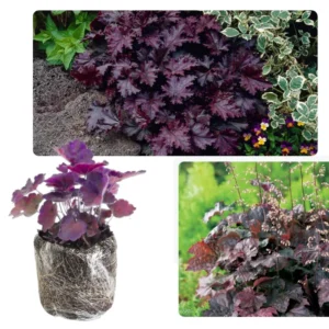 Heuchera Live Plant, Heuchera Coral Bells Live Plant, Heuchera Houseplant, Set of 2, 5-8 Inc Tall, Change Color Leaf Heuchera