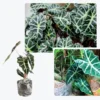 Elephant Ear Plants, Alocasia Colocasia Plant, Colocasia Alocasia Esculenta Taro for Indoor Outdoor Gardens, Dormant in Winter