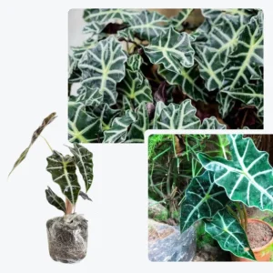 Elephant Ear Plants, Alocasia Colocasia Plant, Colocasia Alocasia Esculenta Taro for Indoor Outdoor Gardens, Dormant in Winter