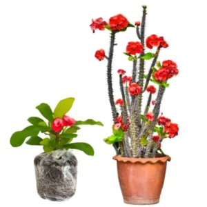 Euphorbia Milii Live Plant, Crown of Thorns Live Plant, Mix Flower Houseplant, 5-8 Inc Tall, Cold Hardy