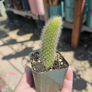 Cactus Monkey Tail Live Plant Starters, Come No Pot, Unique Cacti for Home Decor and Succulent Collections, 3-7 Inc Tall