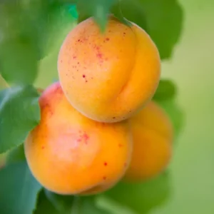 Live Royal Apricot Trees Plant Live, 3 to 4 Feet Tall in Gallon Pot, Big Apricot Trees, Sweet Flavor