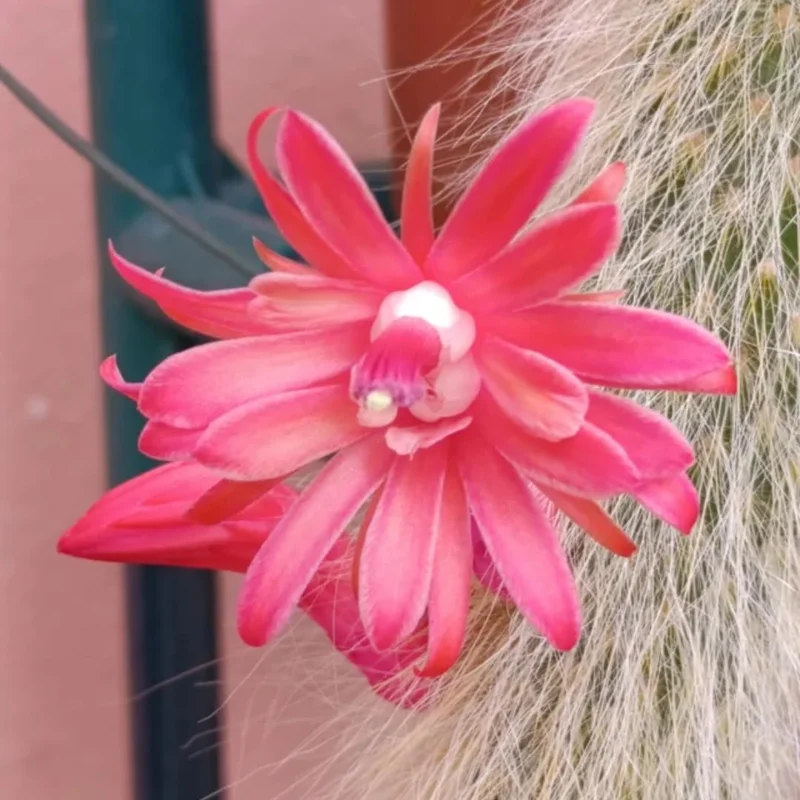 Cactus Monkey Tail Live Plant Starters, Come No Pot, Unique Cacti for Home Decor and Succulent Collections, 3-7 Inc Tall