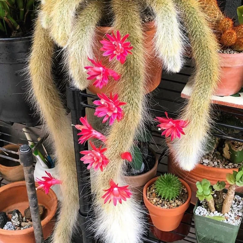 Cactus Monkey Tail Live Plant Starters, Come No Pot, Unique Cacti for Home Decor and Succulent Collections, 3-7 Inc Tall