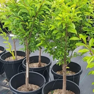 Live Royal Apricot Trees Plant Live, 3 to 4 Feet Tall in Gallon Pot, Big Apricot Trees, Sweet Flavor