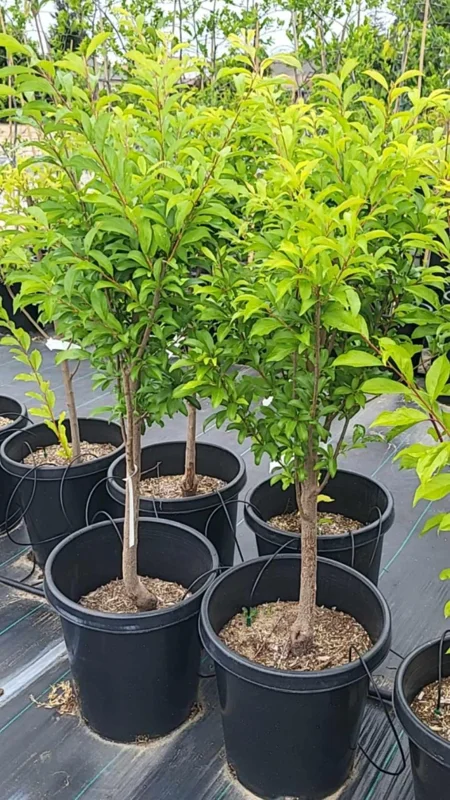 Live Royal Apricot Trees Plant Live, 3 to 4 Feet Tall in Gallon Pot, Big Apricot Trees, Sweet Flavor
