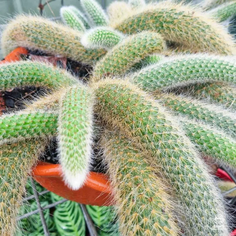 Cactus Monkey Tail Live Plant Starters, Come No Pot, Unique Cacti for Home Decor and Succulent Collections, 3-7 Inc Tall