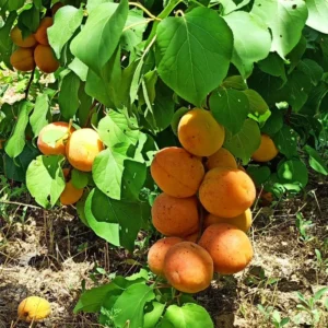 Live Royal Apricot Trees Plant Live, 3 to 4 Feet Tall in Gallon Pot, Big Apricot Trees, Sweet Flavor