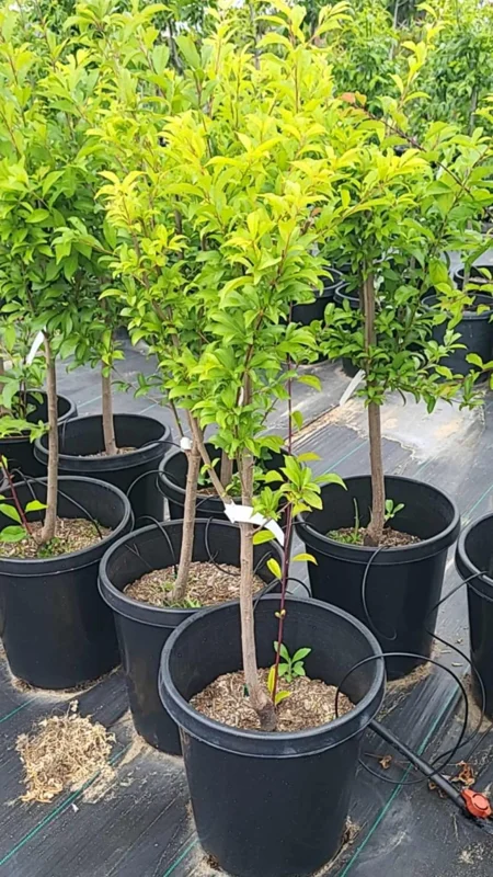 Live Royal Apricot Trees Plant Live, 3 to 4 Feet Tall in Gallon Pot, Big Apricot Trees, Sweet Flavor