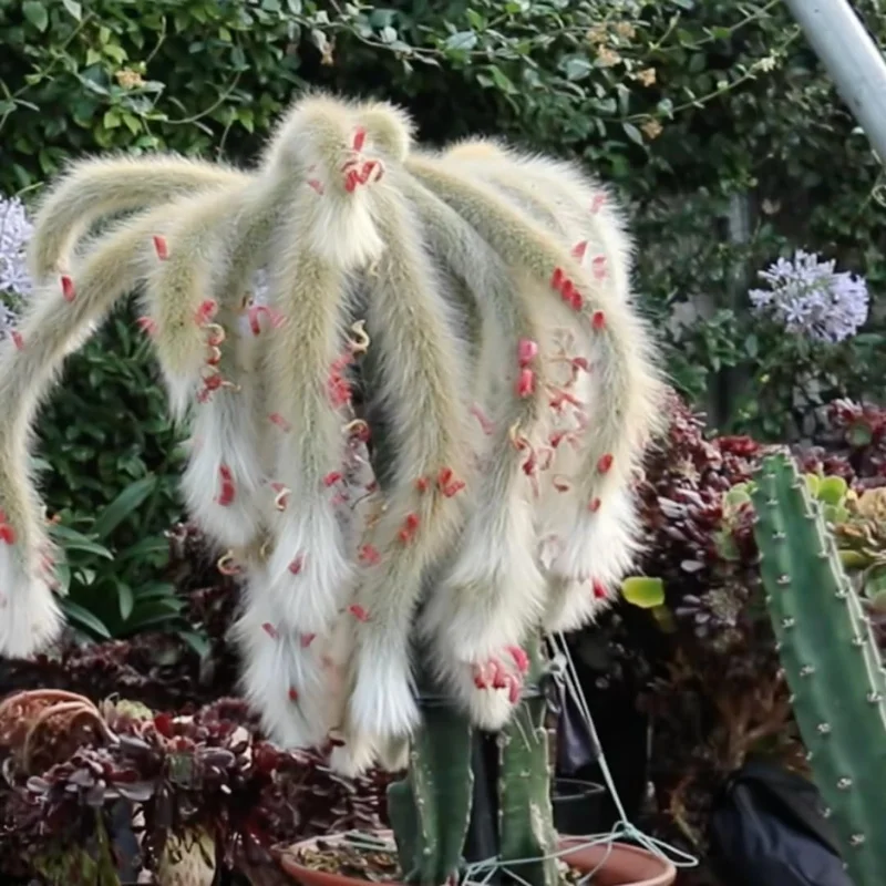 Cactus Monkey Tail Live Plant Starters, Come No Pot, Unique Cacti for Home Decor and Succulent Collections, 3-7 Inc Tall