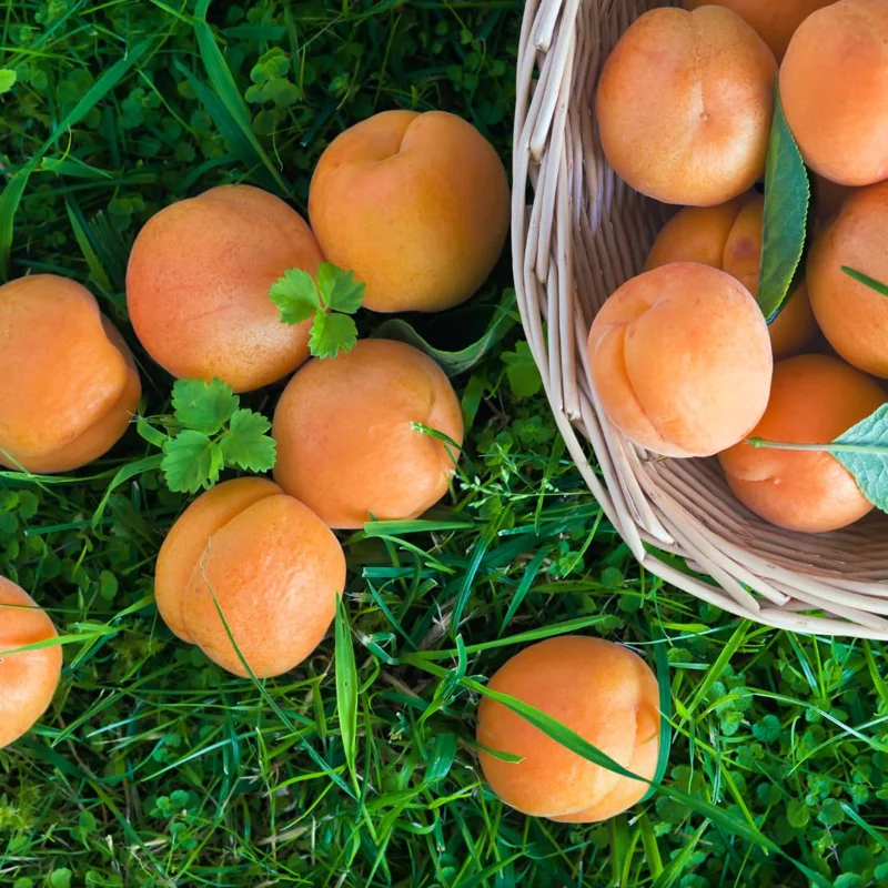 Live Royal Apricot Trees Plant Live, 3 to 4 Feet Tall in Gallon Pot, Big Apricot Trees, Sweet Flavor