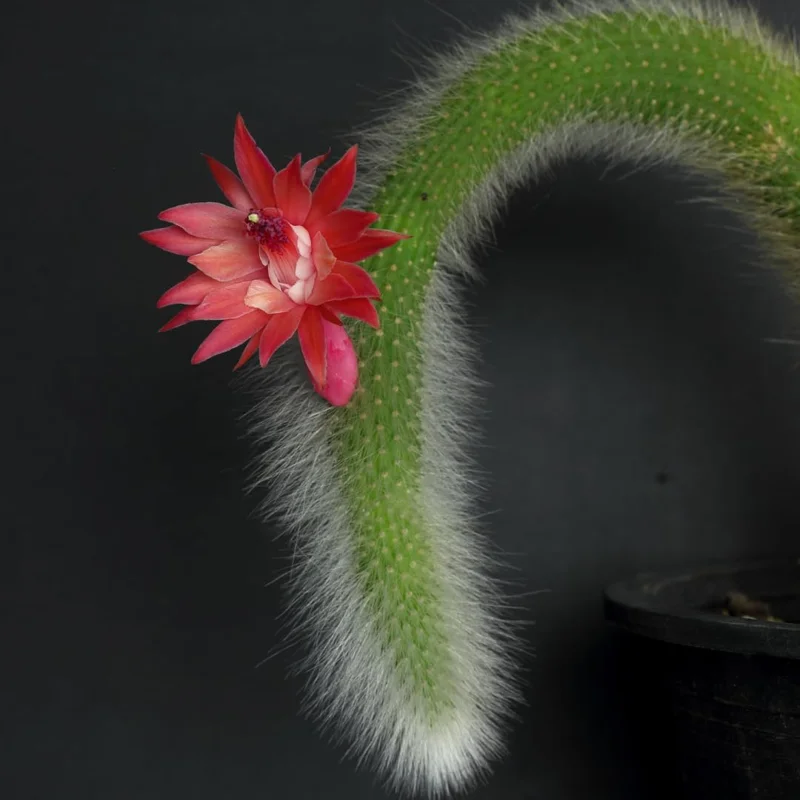 Cactus Monkey Tail Live Plant Starters, Come No Pot, Unique Cacti for Home Decor and Succulent Collections, 3-7 Inc Tall