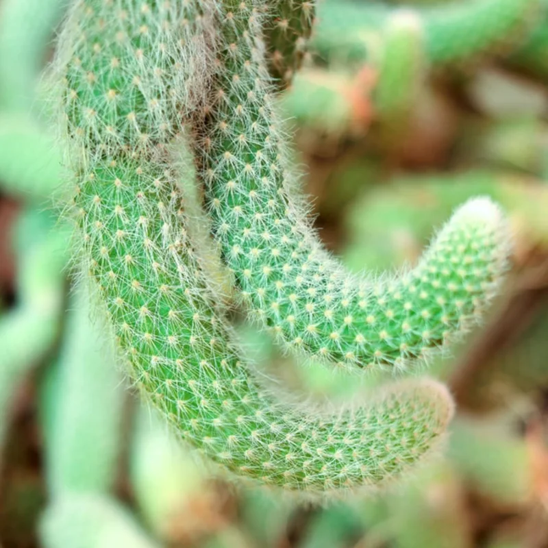 Cactus Monkey Tail Live Plant Starters, Come No Pot, Unique Cacti for Home Decor and Succulent Collections, 3-7 Inc Tall