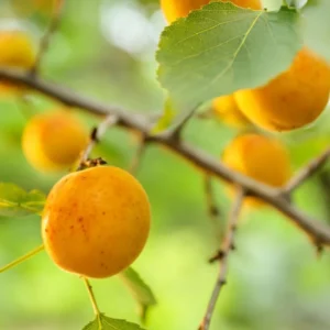 Live Royal Apricot Trees Plant Live, 3 to 4 Feet Tall in Gallon Pot, Big Apricot Trees, Sweet Flavor