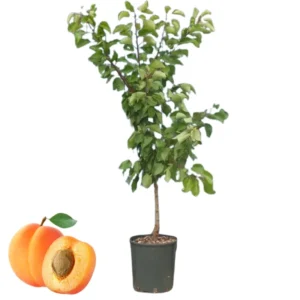 Live Royal Apricot Trees Plant Live, 3 to 4 Feet Tall in Gallon Pot, Big Apricot Trees, Sweet Flavor